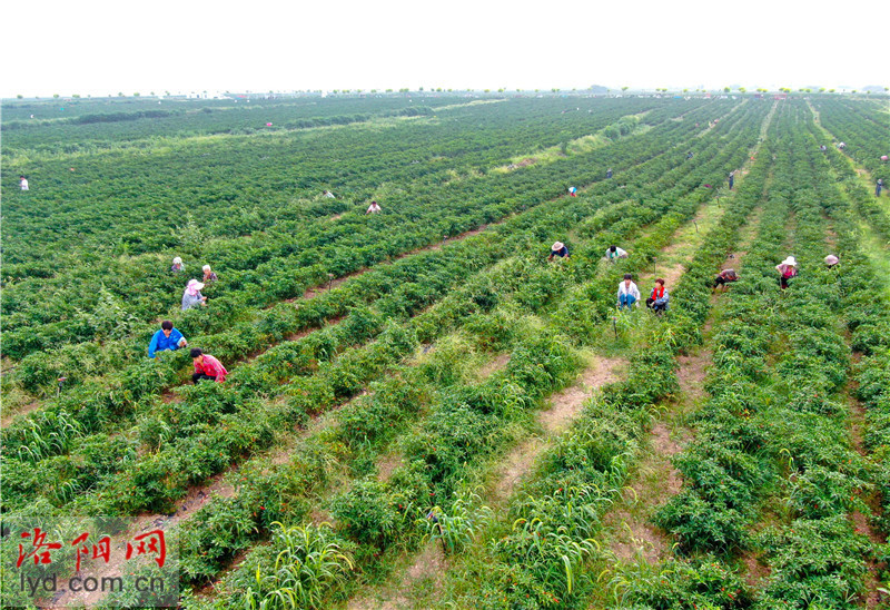 宜阳白杨图片