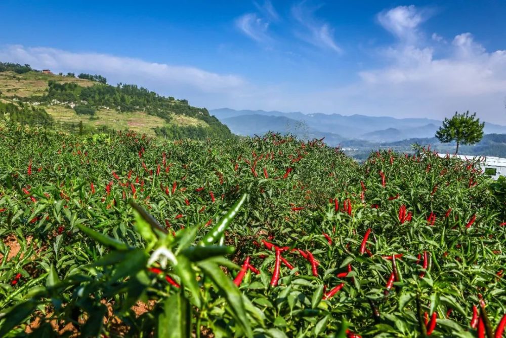 实行最低收价购保护椒农利益,并大力实施品牌战略,助推"石柱红"鲜辣椒