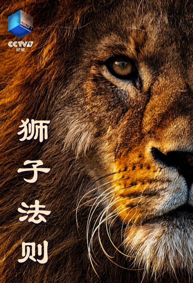 科学题材纪录片佳作,比如最近热播的《狮子法则》《人体的微观世界》