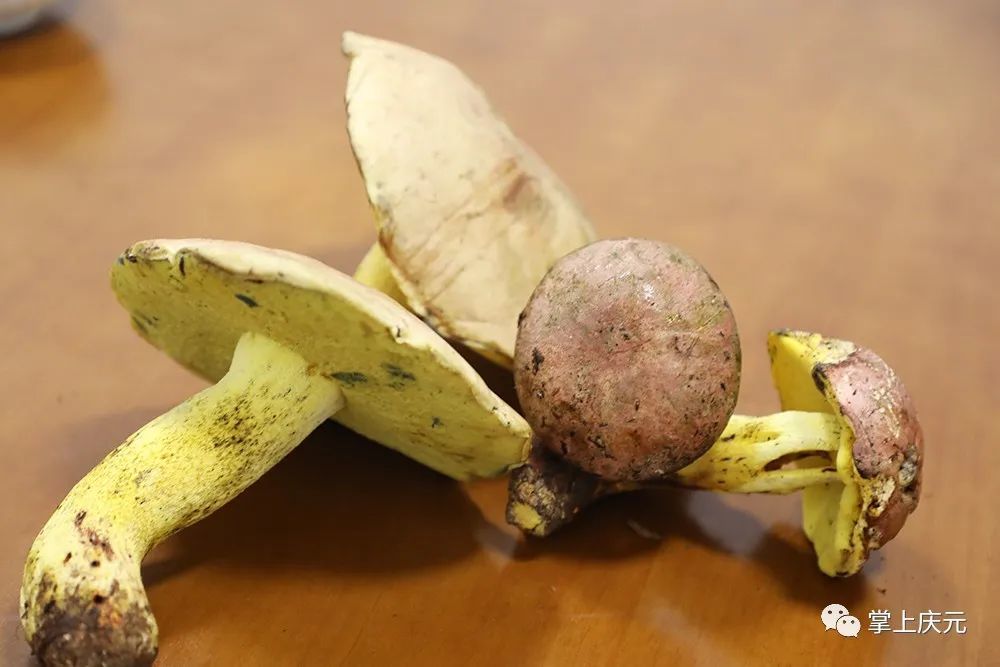 正是野生牛肝菌黄殿菇"现身" 季,采菇需要谨慎!_腾讯新闻