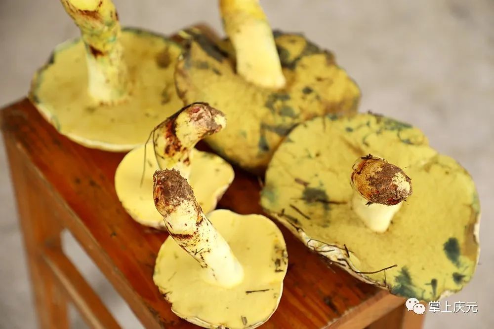 正是野生牛肝菌黄殿菇"现身" 季,采菇需要谨慎!_腾讯新闻