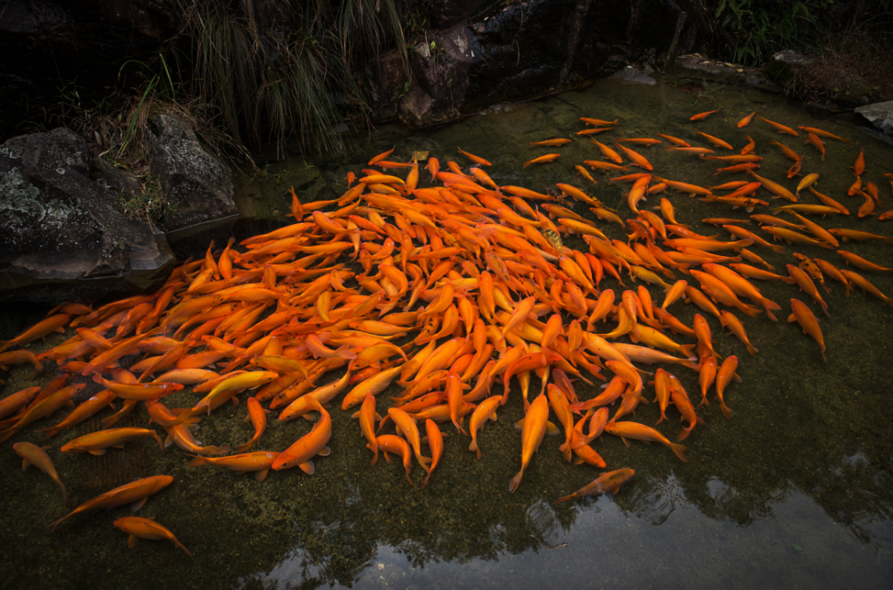 老家青田我代言|作品展(四十六)之"写家乡"——《稻鱼之恋》_腾讯新闻