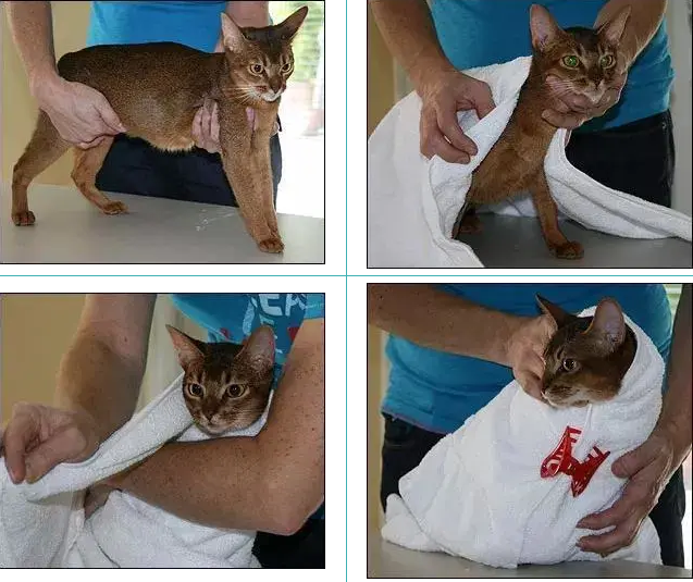 这一步是针对那些挣扎厉害的猫咪:毛巾保定法:喂药前的准备其实给猫咪