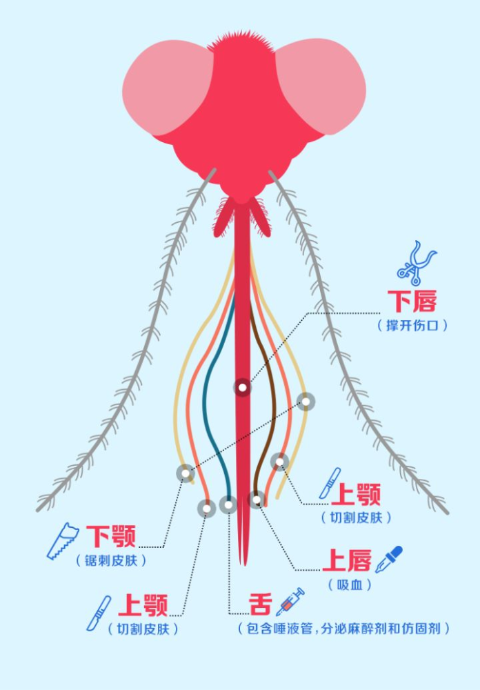 说到口器,你是不是以为蚊子的口器就是一根细细的"针"?
