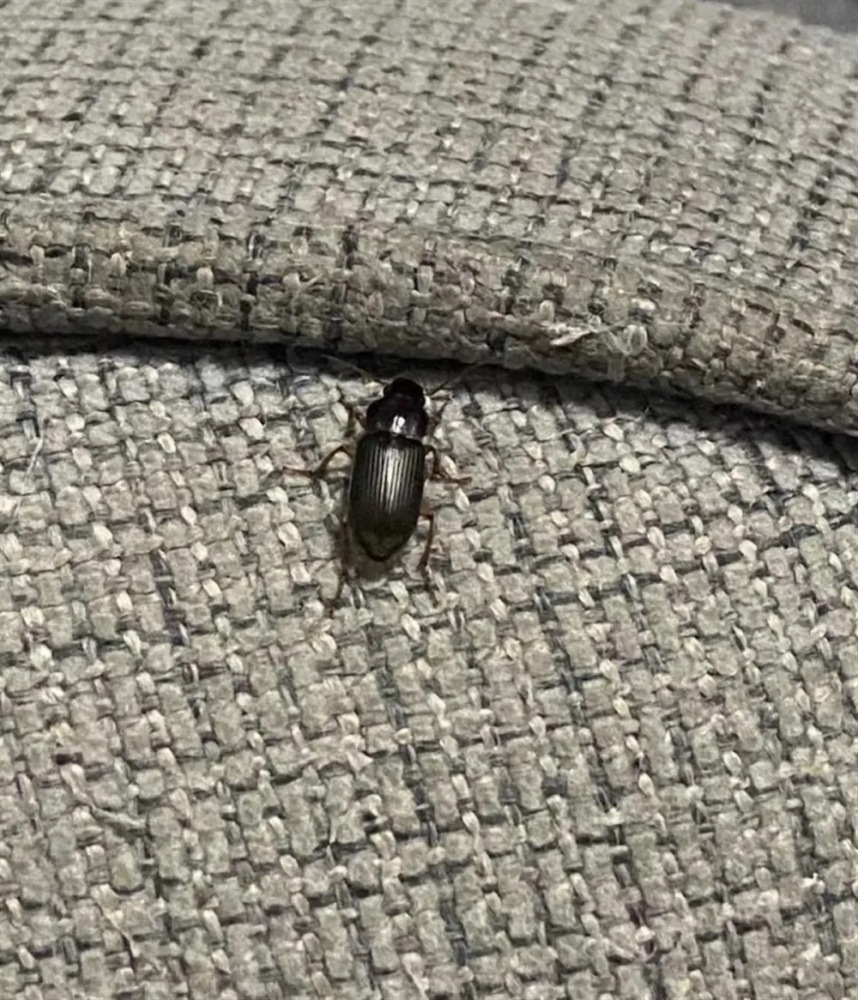 蟑螂小强背黑锅,北京多个小区出现的原来是婪步甲