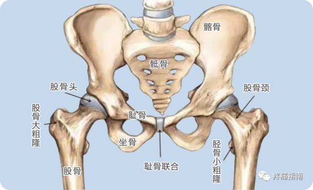 股方肌起自坐骨结节外侧面,止于粗隆间嵴后面,该两肌均有髋外旋作用