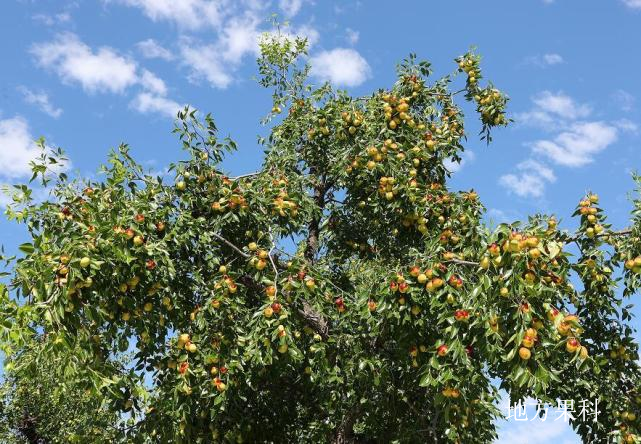 陕西大荔冬枣