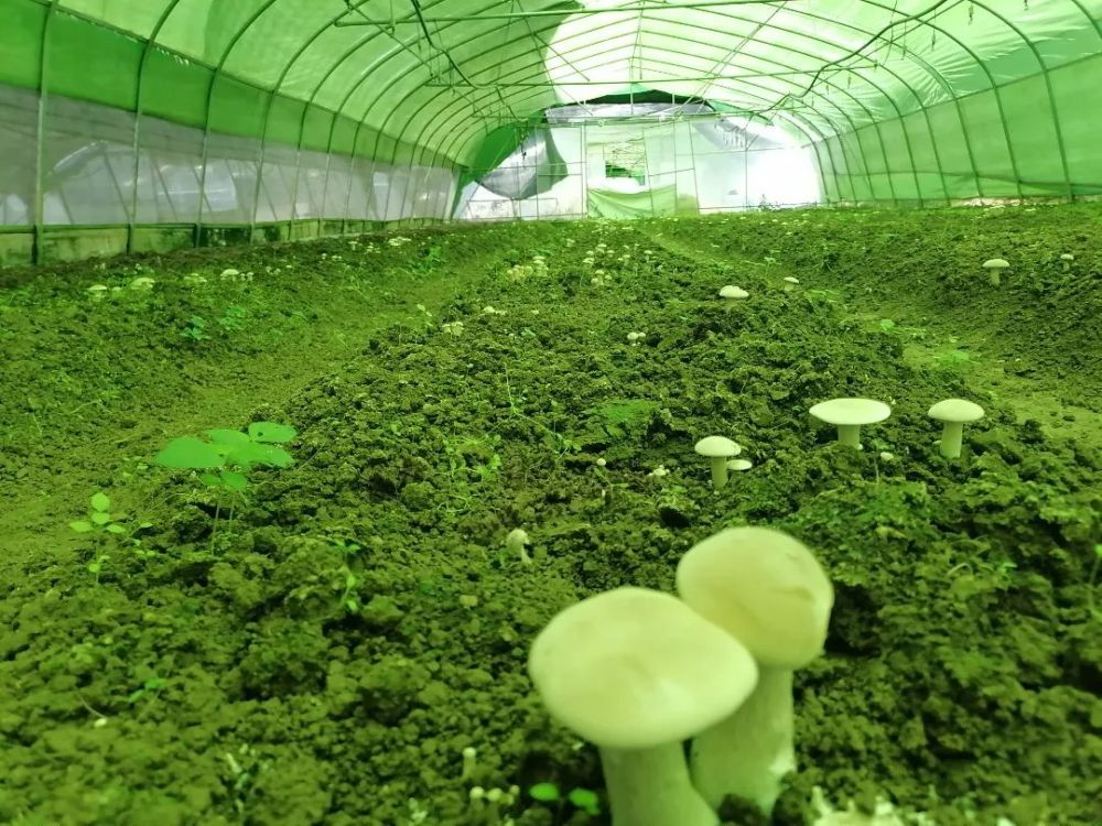 该基地主要是盘活恒大援建大棚,采取"党支部 公司 农户"种植模式,由党