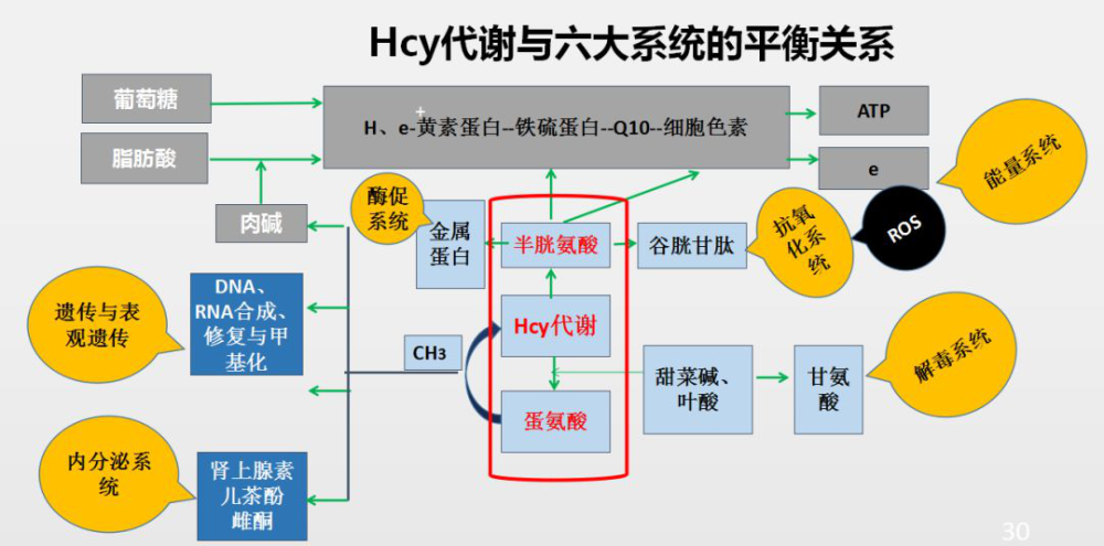 胱氨酸的作用(硒代半胱氨酸的作用)-第1张图片-鲸幼网