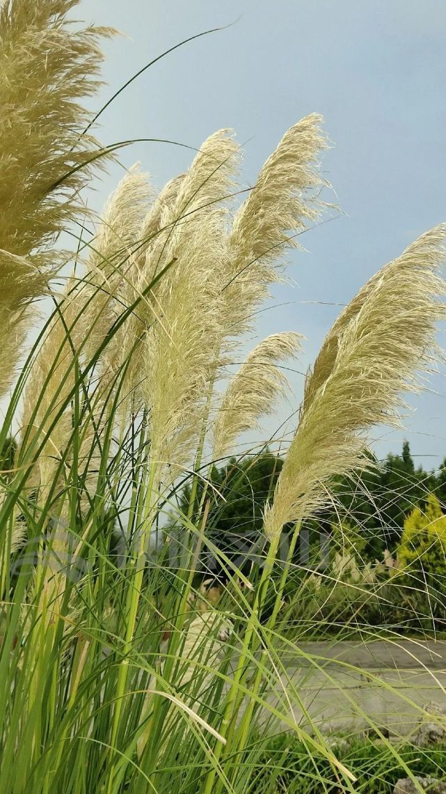 唯美普者黑芦苇花开承包秋天第一抹绝色