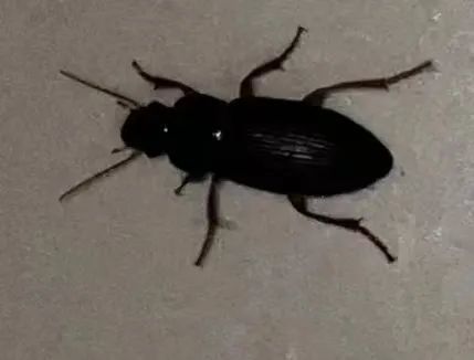 迁安多个小区"黑虫"泛滥,到底是咋回事?