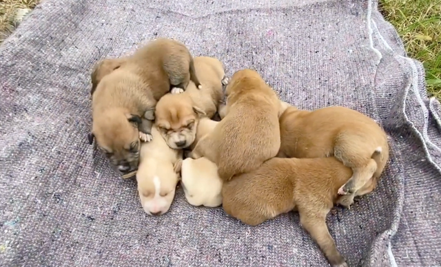 流浪狗一胎生下八只小狗,趁狗妈妈外出觅食他们把小狗偷走了!