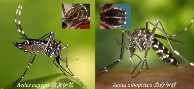 伊蚊的标志性特征是其身体和腿上具有黑白相间的花纹,翅膀无斑纹,俗称