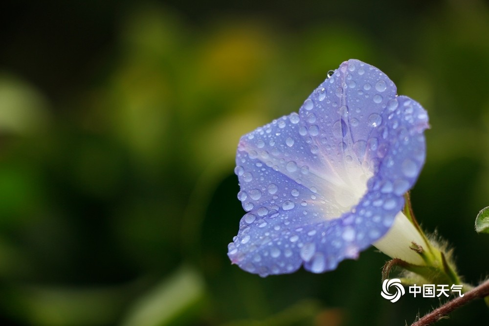 雨后花朵水珠的描写图片