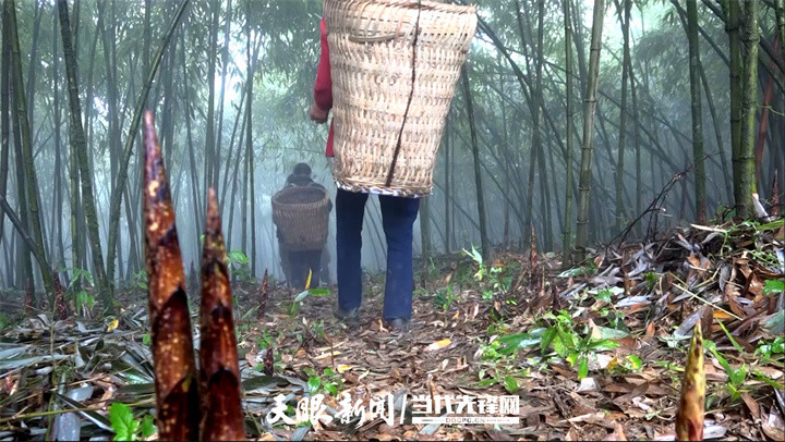 连接大湾区丨山珍恰逢海味！贵州方竹笋的珠海出场秀_腾讯新闻