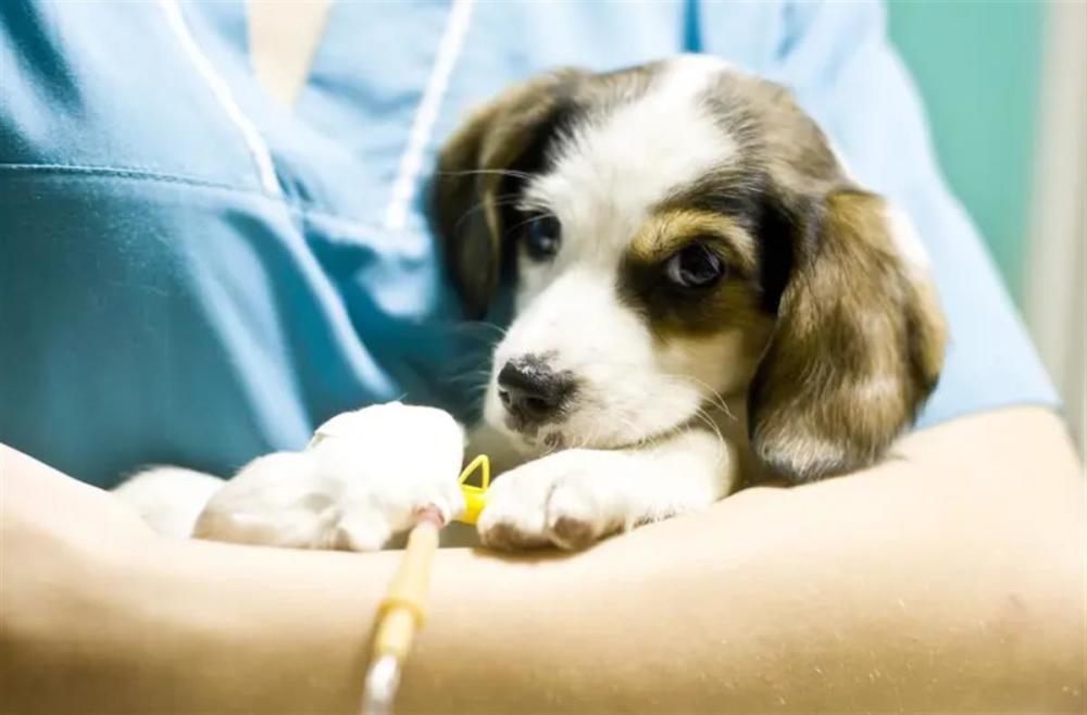 (來源:《紐約郵報》)希克斯說,這些症狀和犬細小病毒病的症狀相似.