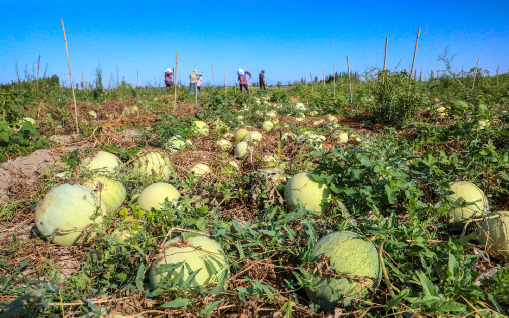 博乐食葵精河打瓜温泉甜糯玉米丰收啦