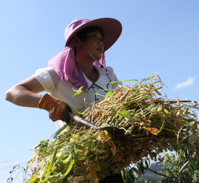 乡党委政府安排我们农服中心在全乡范围内推广金银花套种大豆种植