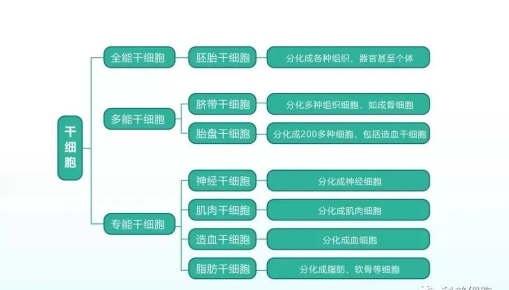 哪些医院可以做干细胞美容_哪些医院可以做干细胞美容的