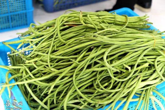 小豇豆变身"金豆豆" ,村民致富有奔头