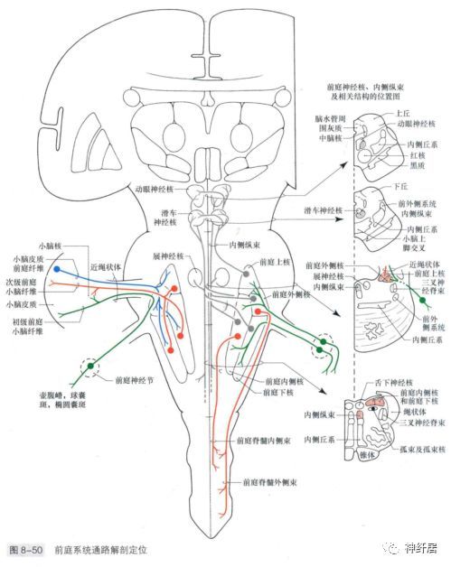 神經傳導通路解剖臨床定位圖視聽前庭