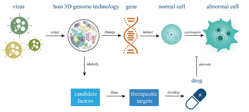 鄭春福教授發表綜述:當三維基因組技術遇到病毒感染(包括新冠病毒)