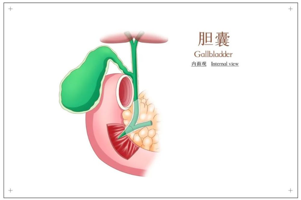 急性胆囊炎突然发作这些急救方法一定要知道