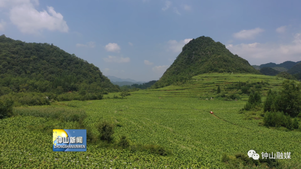 钟山区木果镇党委委员宣传委员副镇长刘青指出:"烤烟产业在我们镇的