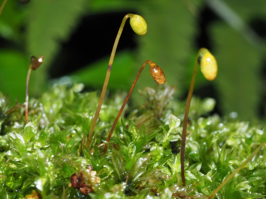 广州地区比较常见的苔藓植物有地钱科地钱属,提灯藓科匐灯藓属,丛藓科