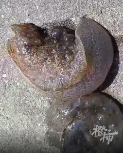 有人在舟山海边捕捞到奇怪的生物,像一块块石头,会动!_腾讯新闻