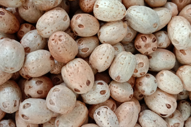 只因长了五只眼野果居然变神果天价南酸枣行骗大半个中国