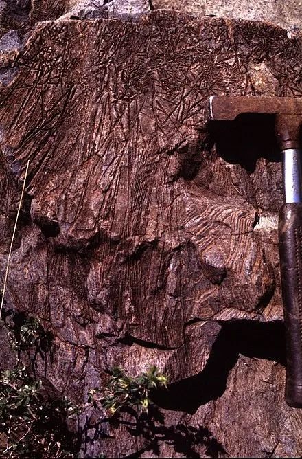 发育经典鬣刺结构的科马提岩显微镜下的鬣刺结构科马提岩(komatiite)
