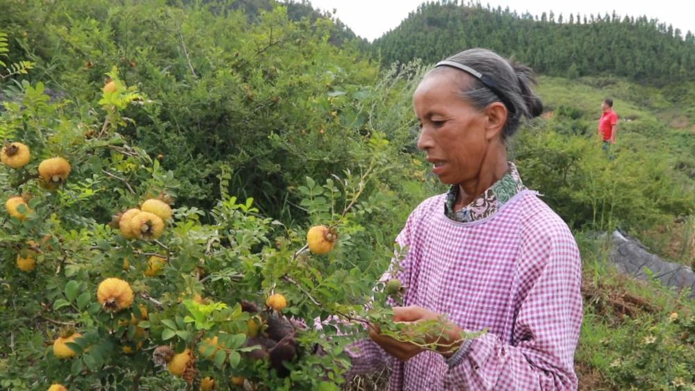 贵州独山刺梨黄丰收忙群众乐