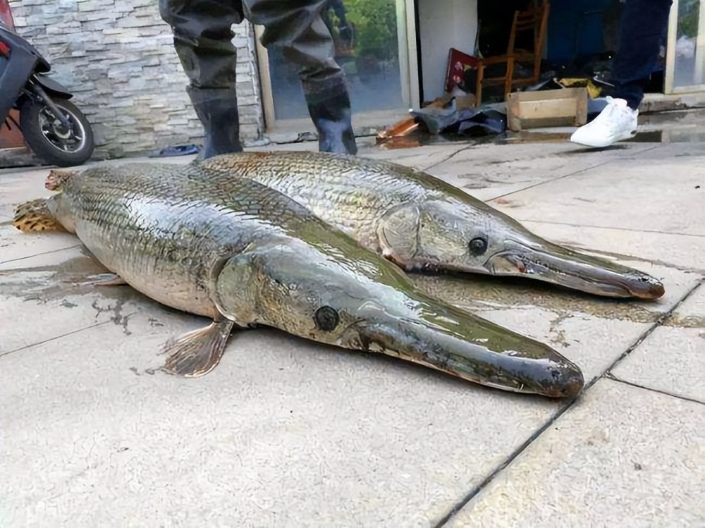 河南汝州巨型怪鱼系高危外来生物鳄雀鳝,当地准备抽干湖水抓它!