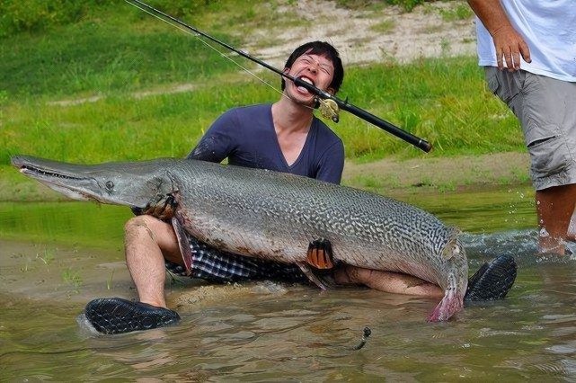 河南汝州巨型怪鱼系高危外来生物鳄雀鳝,当地准备抽干湖水抓它!