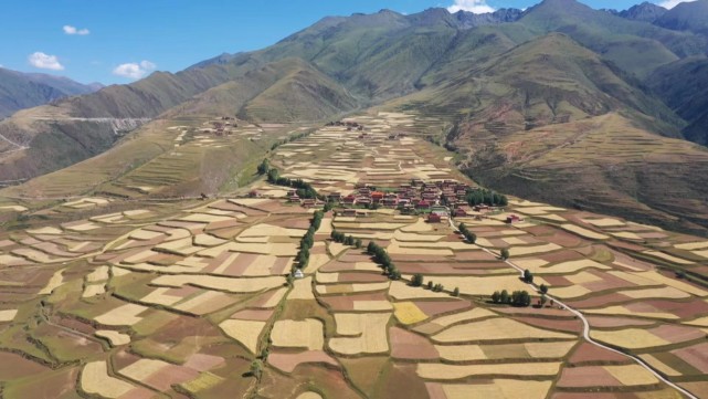 四川甘孜白玉县麦田收割季 粮食丰产