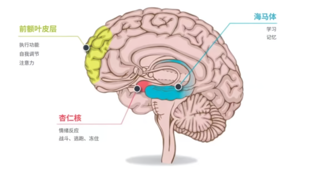 大脑外侧前额叶皮层会帮助你对抗倾入性思维,分散注意力