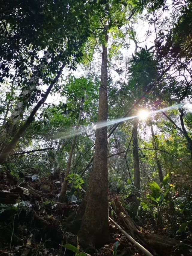 來自原始森林的千年野生茶樹老班章野生茶