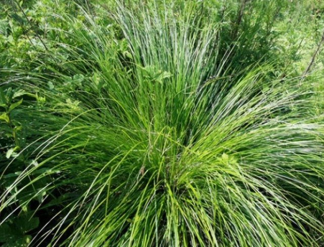 你当我是棵草,东北人民当我是宝