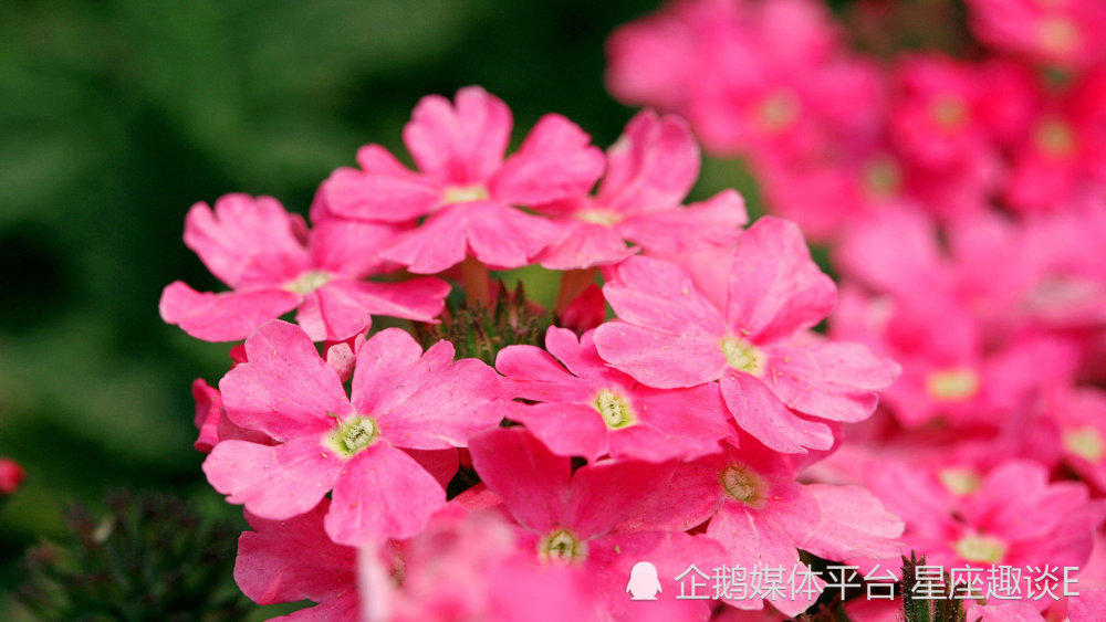 8月26日 9月1日星座运势 耐心倾听 真爱出击的四大星座 腾讯新闻