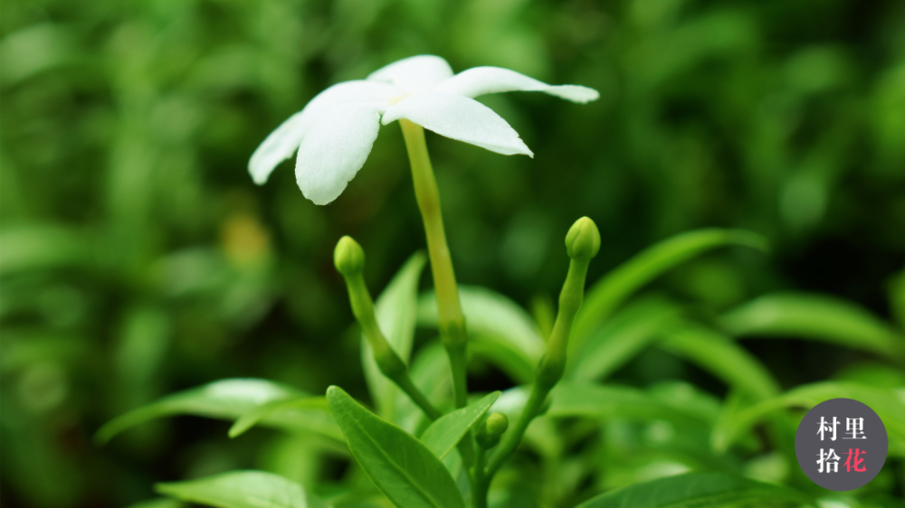 "珍珠狗牙花"偶遇了一款迷你的小狗牙._腾讯新闻