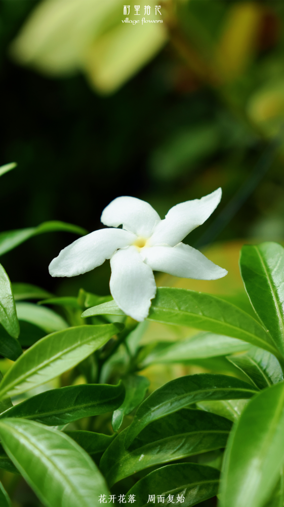 "珍珠狗牙花"偶遇了一款迷你的小狗牙._腾讯新闻