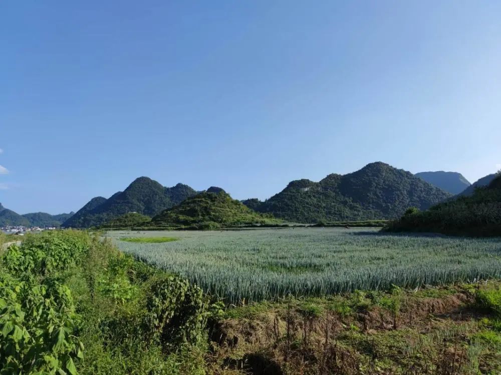 近日,扁擔山鎮虹映村大蔥種植基地裡,一片片鬱鬱蔥蔥的大蔥莖長杆粗