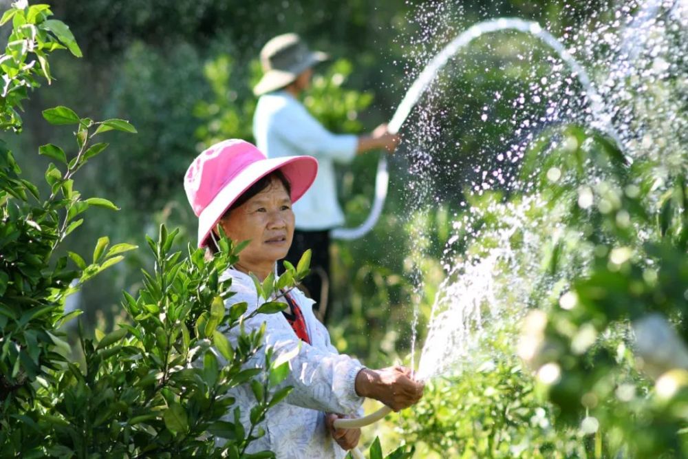 桥农场管理区资江红美人柑橘种植专业合作社,工作人员在给柑橘树浇水