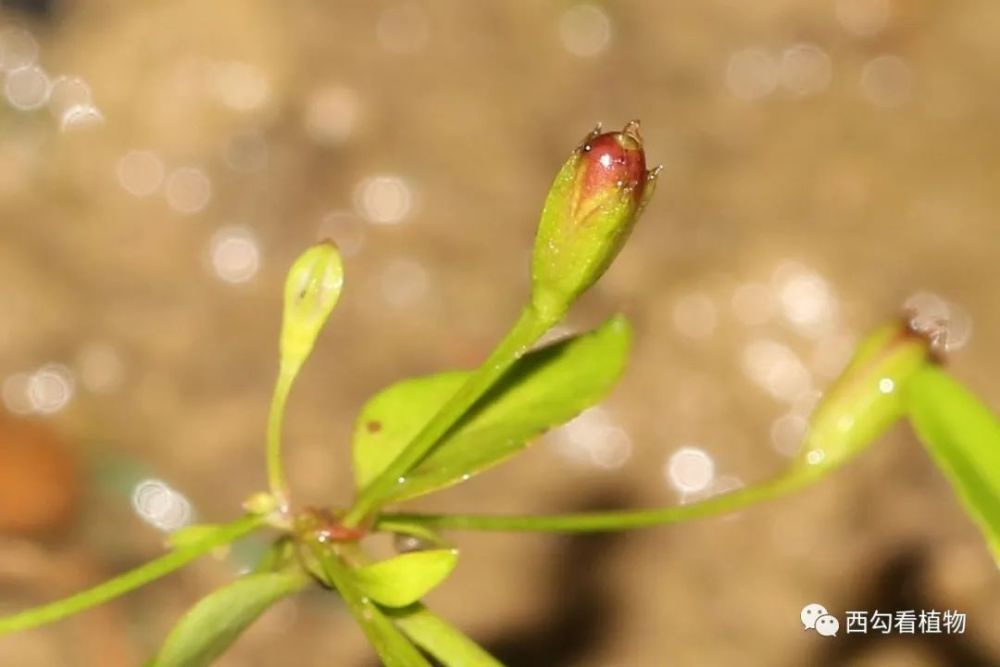 北京植物-泰山母草