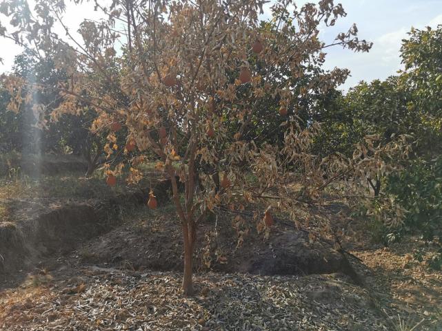 一线抗旱｜四川泸州纳溪区护国镇藕花村：村干部组织村民早晚浇水保柚子树_腾讯新闻