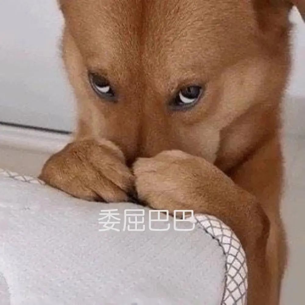 时不时偷瞟主人的生动表情,逗乐了广大网友,由此做成的表情包也在网络