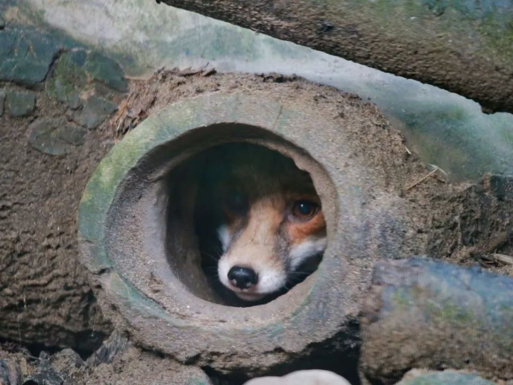 挖掘技术哪家强快来动物园拜师一位挖洞高手