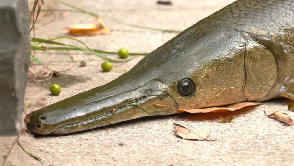 抓一条鱼抽光一湖水千万网友围观这种怪鳄鱼近期也曾在江苏出现