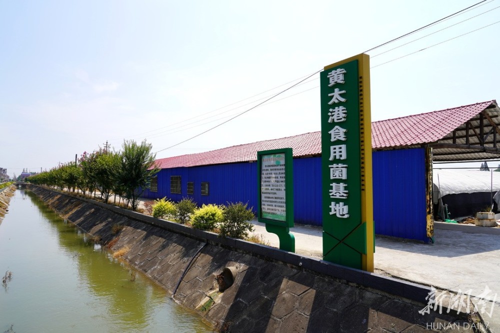 杨林寨乡菌鲜椒香水产兴宜居宜业谱新曲